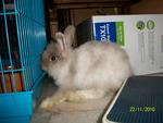 Rabbit - Jersey Wooly Rabbit