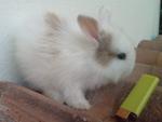 No Name - Angora Rabbit Rabbit