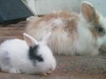 No Name - Angora Rabbit Rabbit