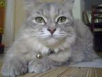 Meeky - Persian + Domestic Long Hair Cat