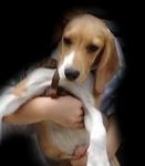 Buffy - Beagle Dog