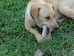 Beauty - Labrador Retriever Dog