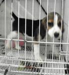 PF16278 - Beagle Dog