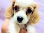 Cavalier King Charles Spaniel - Cavalier King Charles Spaniel + Chow Chow Dog