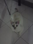 Sophie - Domestic Short Hair Cat