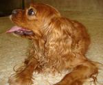 Lona - Cavalier King Charles Spaniel Dog