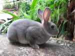 Nexus - Rex Rabbit