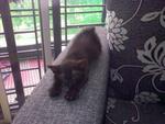 Bayou - Oriental Long Hair Cat