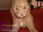 Red Toy Poodle-pure Homebreed. - Poodle Dog
