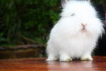 Rayan &amp; Rowen - American Fuzzy Lop + Jersey Wooly Rabbit