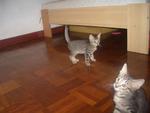 2 Boys Garfield  &amp; Carlo - Domestic Short Hair Cat