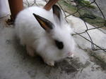 Angola Mix Lionhead Bunny For Sales - Angora Rabbit Rabbit