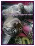 Kiki &amp; Lala - Domestic Short Hair Cat