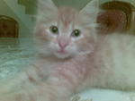 Mia Zara - Domestic Medium Hair Cat