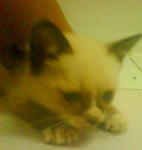 Little Stray Name 'smokey' - Domestic Short Hair + Ragdoll Cat