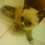 Little Stray Name 'smokey' - Domestic Short Hair + Ragdoll Cat
