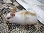 Lala - Angora Rabbit Rabbit