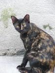 Sammi - Domestic Short Hair Cat