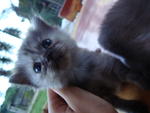 Sally - Persian Cat
