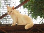Fez - Domestic Short Hair Cat
