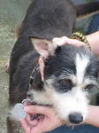Old: Tag 11 - Terrier Mix Dog