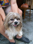 Old: Shih Tzu - Shih Tzu Dog