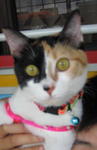  Rip-meowchai (Sep 07 - 10th Jun 21) - Calico + Domestic Medium Hair Cat