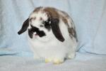 Imported Hl Available - Holland Lop Rabbit