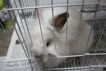 Chika - Angora Rabbit Rabbit