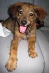 Winwin Mongrel Puppy - Mixed Breed Dog