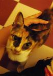 Trinity (3-coloured 2-month-old) - Domestic Medium Hair Cat