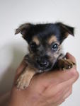 Mixed Breed (Chihuahua+yorkie) - Chihuahua + Yorkshire Terrier Yorkie Dog