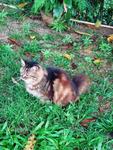 Larras - Tabby + Persian Cat