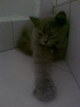 Bagpuss - British Shorthair + Persian Cat
