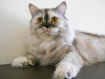 Foxy~~ - Persian Cat
