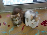 Mickey And Minnie - Domestic Short Hair + Persian Cat