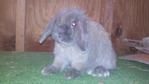 Bfe's Reiko - Holland Lop Rabbit