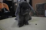 Bfe's Reiko - Holland Lop Rabbit