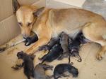 mum & pups rescued after local authorities tried to catch her