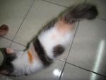 Baby Prettie - Persian + Domestic Long Hair Cat