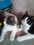 meo n manja