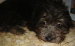 Christabelle - Shih Tzu + Silky Terrier Dog