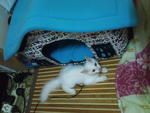 Fea - Persian Cat