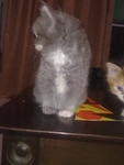 Little Pinky - Persian Cat