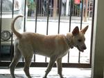 Ramu Boy - Mixed Breed Dog