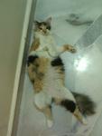 Baby - Domestic Long Hair + Persian Cat