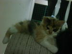 Baby - Domestic Long Hair + Persian Cat