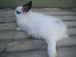 PF17815 - Dwarf + Angora Rabbit Rabbit