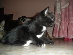 Tuxedo &amp; Pretty - Domestic Short Hair + Domestic Medium Hair Cat