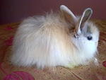 Original Anggora Rm85 - Angora Rabbit Rabbit